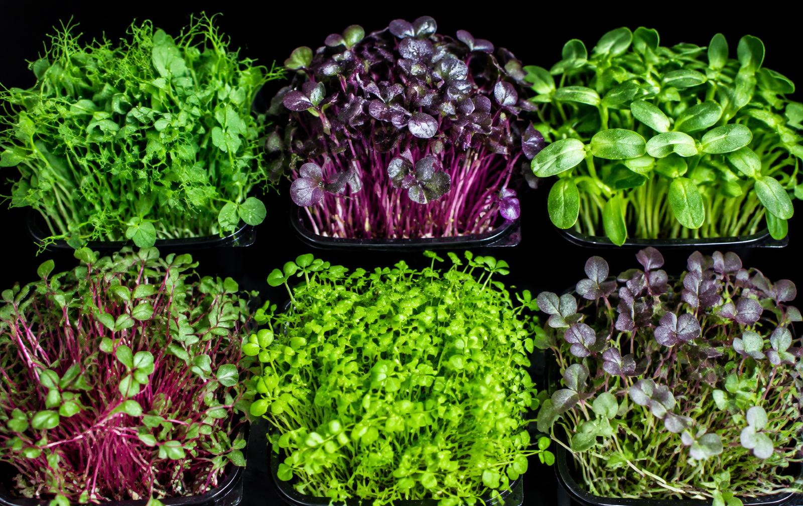 Trays of colorful microgreens